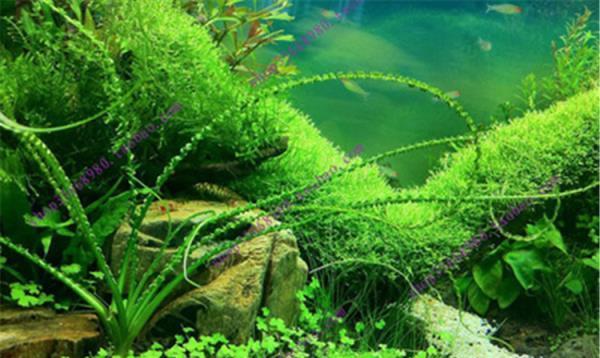 海带是水生植物吗?海带的生长环境和特性是什么? 海带是水生植物吗?海带的生长环境和特性是什么?