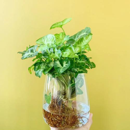 螺纹铁水培可行吗？水培螺纹铁的正确方法是什么？