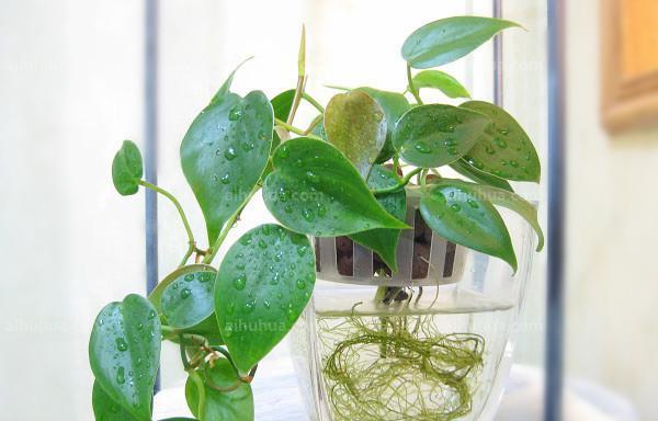 螺纹铁水培可行吗？水培螺纹铁的正确方法是什么？