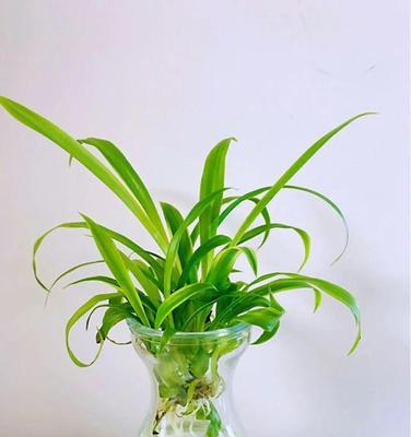 螺纹铁水培可行吗？水培螺纹铁的正确方法是什么？