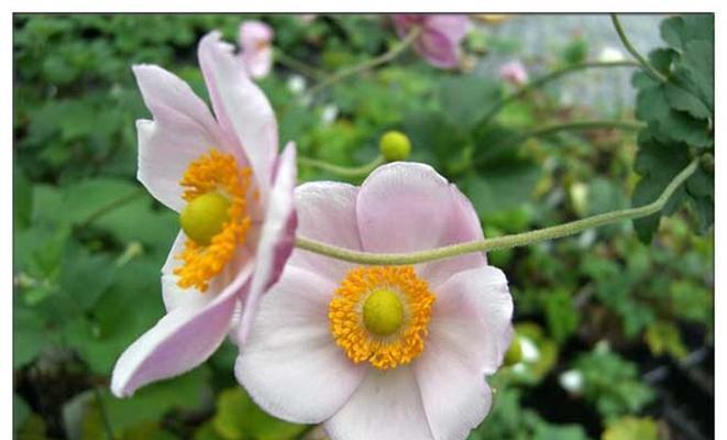 银莲花什么时候开花？如何延长花期？