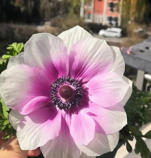银莲花什么时候开花?如何延长花期? 银莲花什么时候开花?如何延长花期?