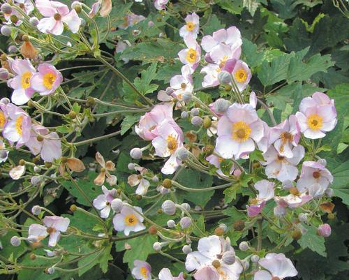 银莲花什么时候开花?如何延长花期? 银莲花什么时候开花?如何延长花期?
