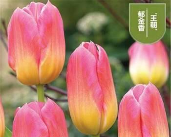 郁金香种球春天种植方法是什么？需要注意哪些事项？