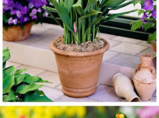 郁金香种球春天种植方法是什么？需要注意哪些事项？