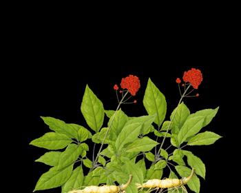 西洋参哪里产的最好？全球顶级西洋参产地有哪些？