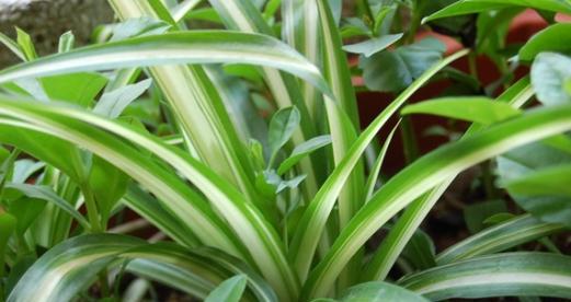 龙须树会开花吗?龙须树开花的样子是什么? 龙须树会开花吗?龙须树开花的样子是什么?