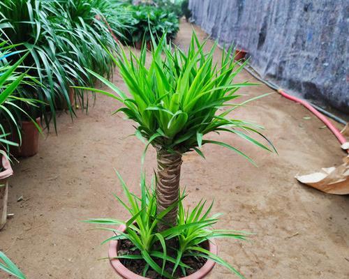 龙须树会开花吗?龙须树开花的样子是什么? 龙须树会开花吗?龙须树开花的样子是什么?