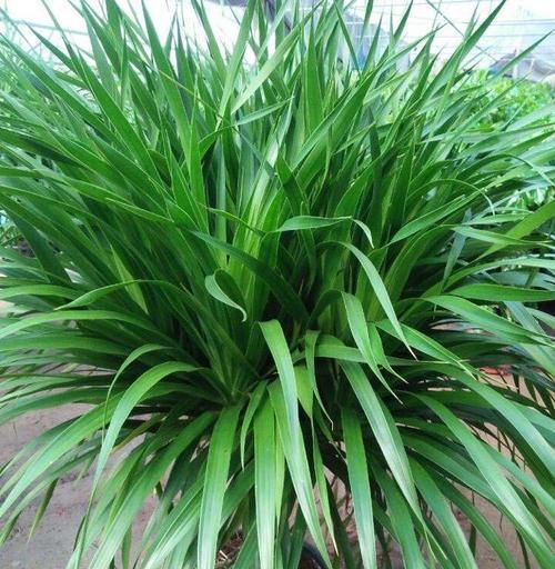 龙须树会开花吗?龙须树开花的样子是什么? 龙须树会开花吗?龙须树开花的样子是什么?