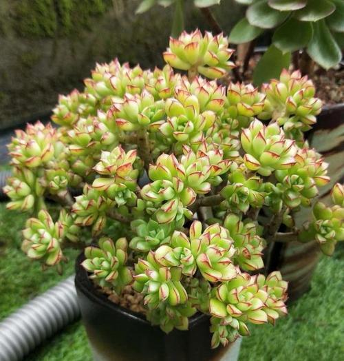 多肉植物的花语是什么?它们各自代表了哪些含义? 多肉植物的花语是什么?它们各自代表了哪些含义?