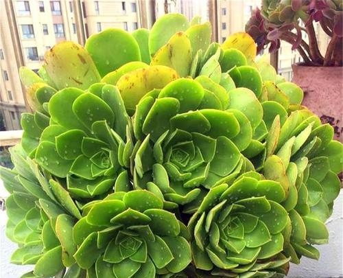 多肉植物的花语是什么?它们各自代表了哪些含义? 多肉植物的花语是什么?它们各自代表了哪些含义?