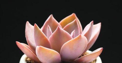 多肉植物的花语是什么?它们各自代表了哪些含义? 多肉植物的花语是什么?它们各自代表了哪些含义?