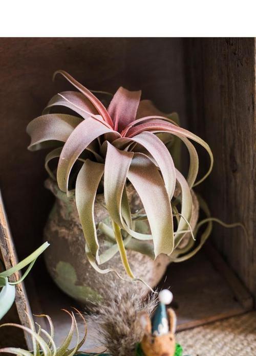 空气凤梨怎么养长得快又旺盛？有哪些技巧和注意事项？