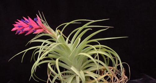 空气凤梨怎么养长得快又旺盛？有哪些技巧和注意事项？