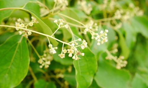 香樟树开花季节是什么时候?几月份开花?_花植网