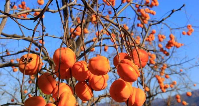 柿子什么时候成熟上市？如何判断最佳采摘时间？
