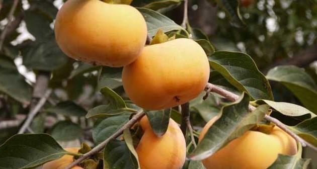 柿子什么时候成熟上市？如何判断最佳采摘时间？