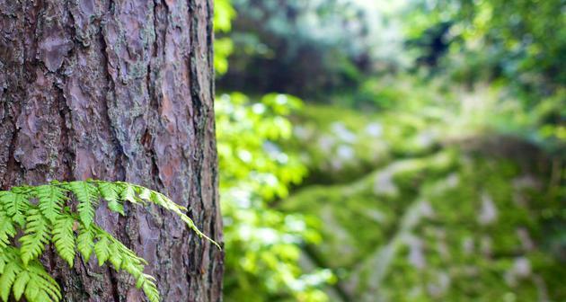 大树是什么植物？大树的定义和特点是什么？