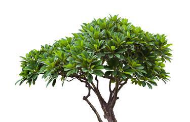 大树是什么植物？大树的定义和特点是什么？