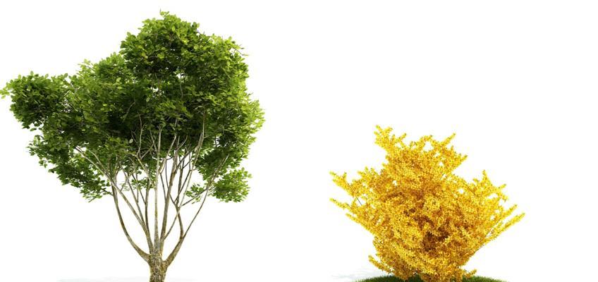 大树是什么植物？大树的定义和特点是什么？