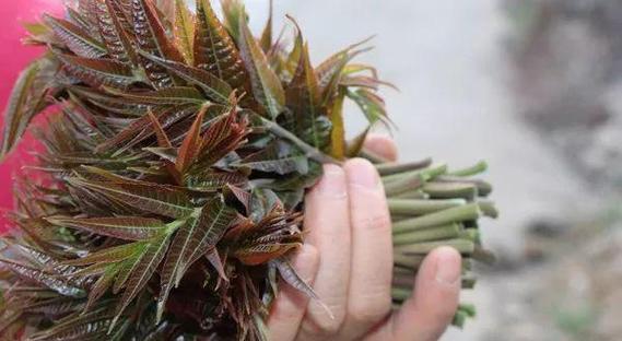 香椿树修剪方法有哪些?如何正确修剪香椿树? 香椿树修剪方法有哪些?如何正确修剪香椿树?