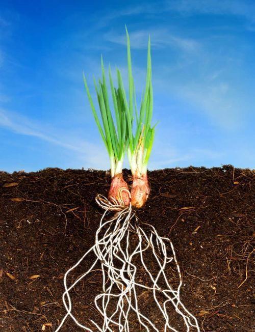 花生属于什么类型的根系?其根系特点是什么? 花生属于什么类型的根系?其根系特点是什么?