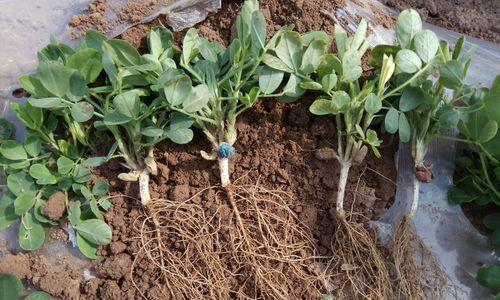 花生属于什么类型的根系?其根系特点是什么? 花生属于什么类型的根系?其根系特点是什么?