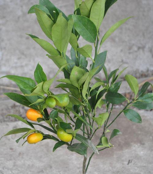 金桔从开花到结果成熟需要多久?几个月能收获? 金桔从开花到结果成熟需要多久?几个月能收获?