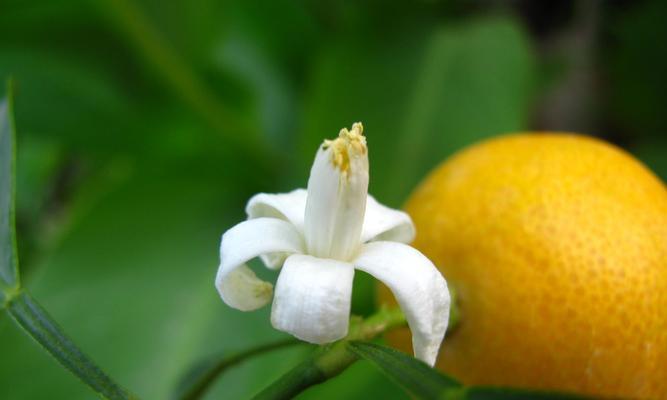金桔从开花到结果成熟需要多久?几个月能收获? 金桔从开花到结果成熟需要多久?几个月能收获?