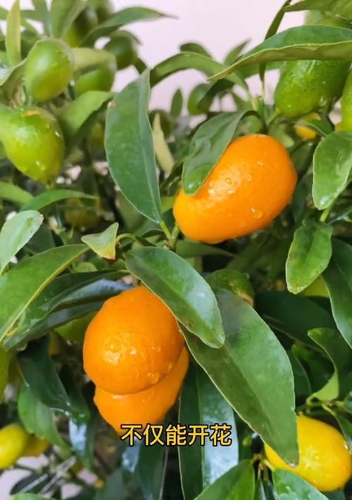 金桔从开花到结果成熟需要多久?几个月能收获? 金桔从开花到结果成熟需要多久?几个月能收获?