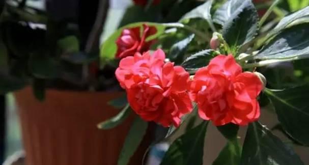 玻璃翠多长时间浇一次水？如何正确浇水保持健康生长？