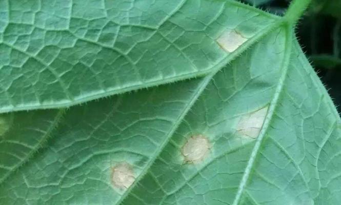 黄瓜炭疽病怎么防治？发病原因有哪些？