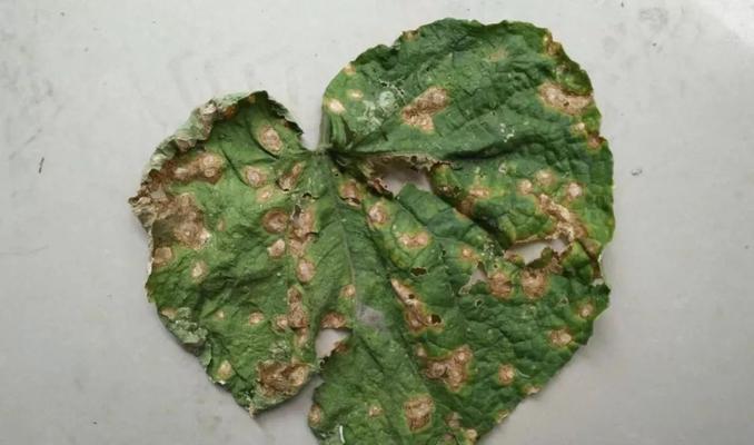 黄瓜炭疽病怎么防治？发病原因有哪些？