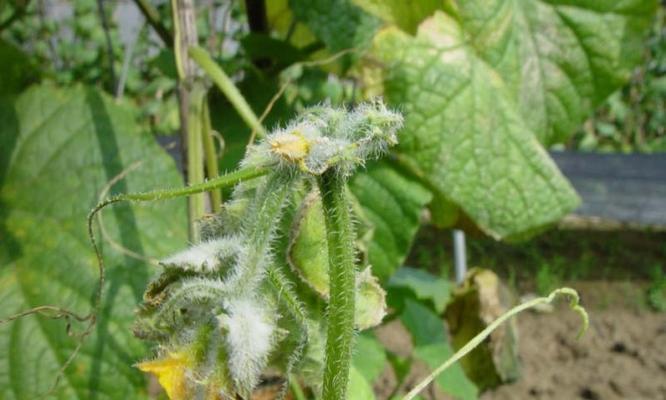 黄瓜炭疽病怎么防治？发病原因有哪些？