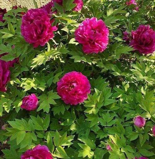 牡丹开花后怎么处理？后续养护和修剪要点是什么？