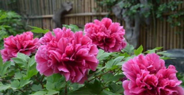 牡丹开花后怎么处理？后续养护和修剪要点是什么？