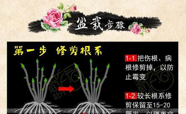 牡丹开花后怎么处理？后续养护和修剪要点是什么？