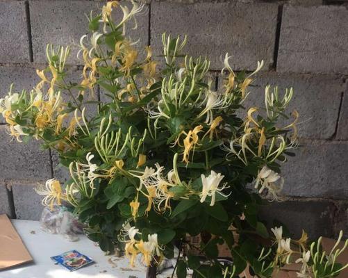 金银花是否需要避免阳光直射？种植金银花的光照管理技巧是什么？