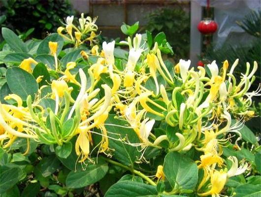 金银花是否需要避免阳光直射？种植金银花的光照管理技巧是什么？