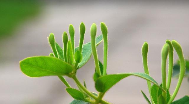 金银花是否需要避免阳光直射？种植金银花的光照管理技巧是什么？