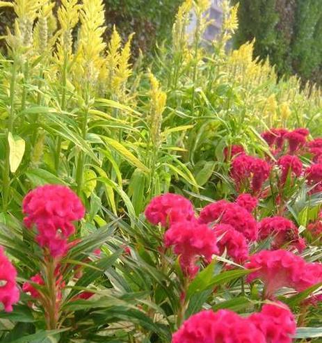 鸡冠花在风水中的寓意是什么?它有哪些作用? 鸡冠花在风水中的寓意是什么?它有哪些作用?