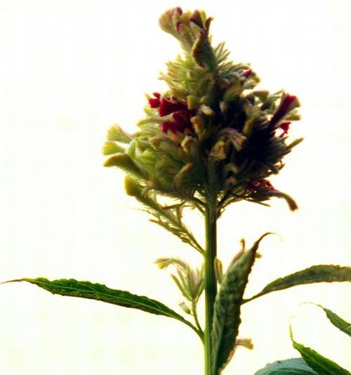 鸡冠花在风水中的寓意是什么?它有哪些作用? 鸡冠花在风水中的寓意是什么?它有哪些作用?