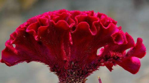 鸡冠花在风水中的寓意是什么?它有哪些作用? 鸡冠花在风水中的寓意是什么?它有哪些作用?