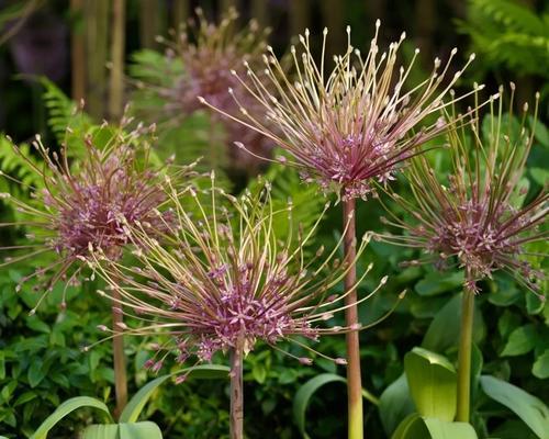 大葱套种什么作物收益最高？套种技巧有哪些？