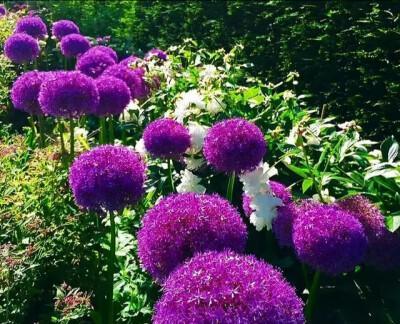 大葱套种什么作物收益最高？套种技巧有哪些？