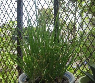 大葱套种什么作物收益最高？套种技巧有哪些？