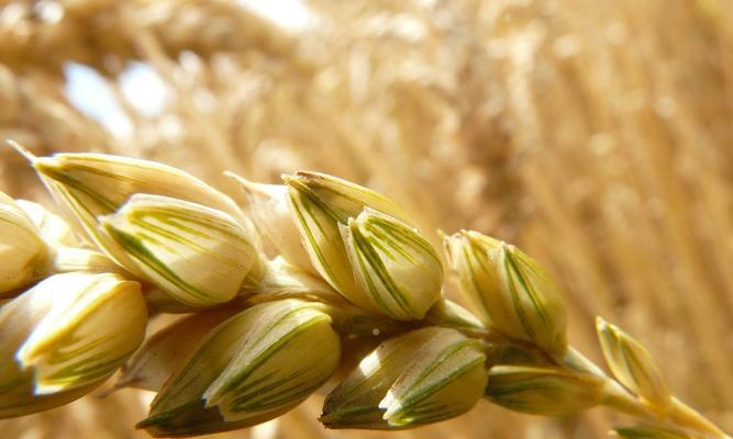 小麦的花序类型是什么？属于穗状花序吗？