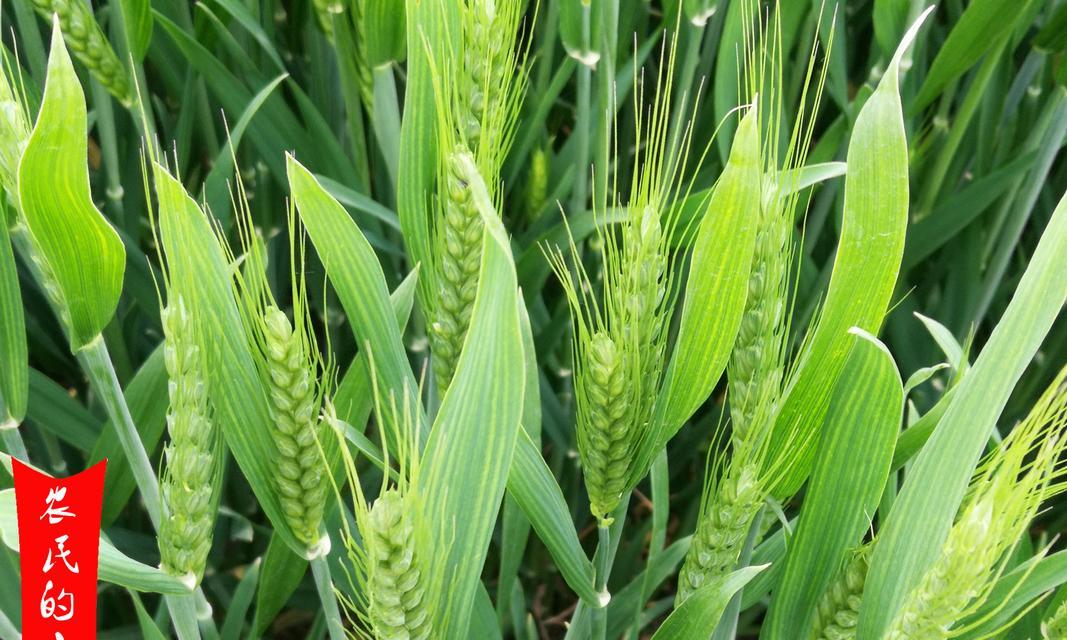 小麦的花序类型是什么？属于穗状花序吗？