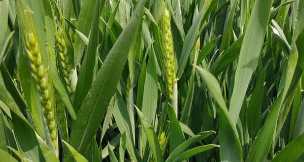 小麦的花序类型是什么？属于穗状花序吗？