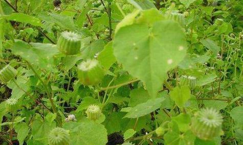 磨盘草的功效与作用是什么？如何正确食用磨盘草？